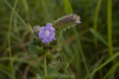 Strobilanthes sessilis