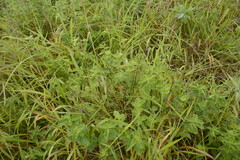 Strobilanthes sessilis