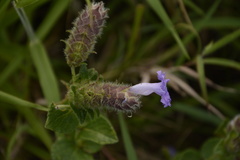 Strobilanthes sessilis