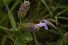 Strobilanthes sessilis