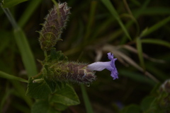 Strobilanthes sessilis