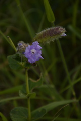 Strobilanthes sessilis