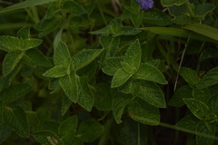 Strobilanthes sessilis