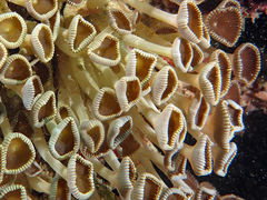 Palythoa heliodiscus