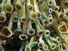 Palythoa heliodiscus