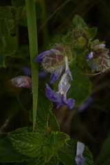 Strobilanthes sessilis