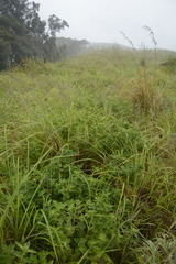 Strobilanthes sessilis