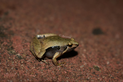 Javan Chorus Frog photo 2