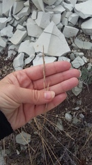 Thinopyrum elongatum