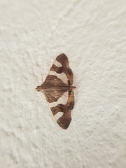 Glyphodes bitriangulalis