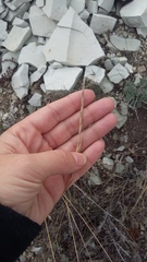 Thinopyrum elongatum