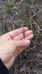 Carex flacca serrulata