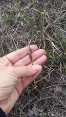 Carex flacca serrulata