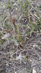 Carex flacca serrulata