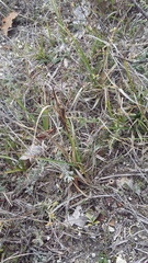 Carex flacca serrulata