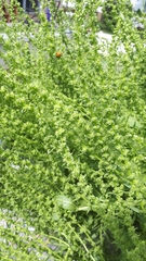 Beta vulgaris cicla