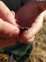 Myopsalta coolahensis