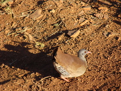 Crypturellus parvirostris