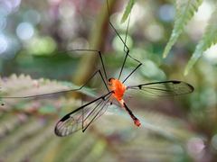 Aurotipula clara