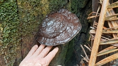 Ganoderma steyaertianum