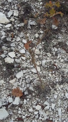 Seseli dichotomum
