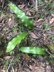 Microsorum pustulatum