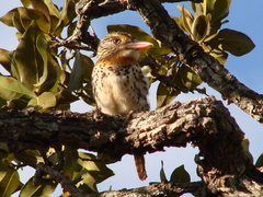 Nystalus maculatus