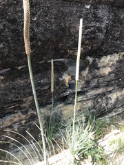 Xanthorrhoea concava