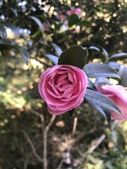 Camellia