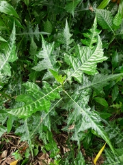 Acanthus montanus