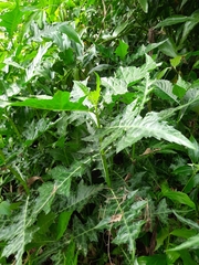 Acanthus montanus
