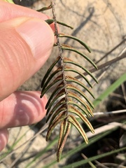 Pellaea pectiniformis