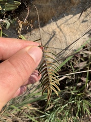 Pellaea pectiniformis