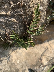 Pellaea pectiniformis