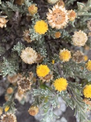 Helichrysum obductum