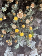 Helichrysum obductum