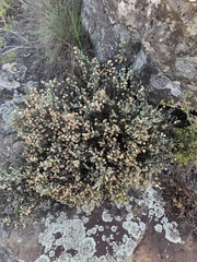 Helichrysum obductum
