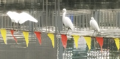 Egretta garzetta