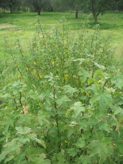 Kearnemalvastrum lacteum