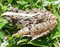 Fejervarya limnocharis