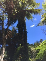 Metrosideros perforata