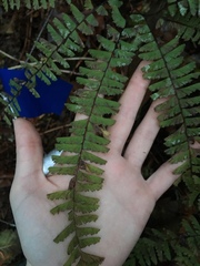 Adiantum aleuticum aleuticum