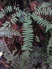 Adiantum aleuticum aleuticum