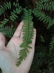 Adiantum aleuticum aleuticum