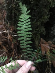 Adiantum aleuticum aleuticum