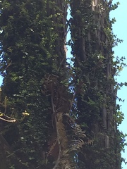 Metrosideros perforata