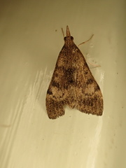 Uresiphita maorialis