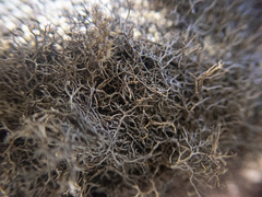 Pseudephebe pubescens