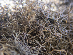 Pseudephebe pubescens