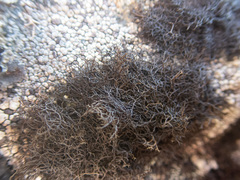 Pseudephebe pubescens